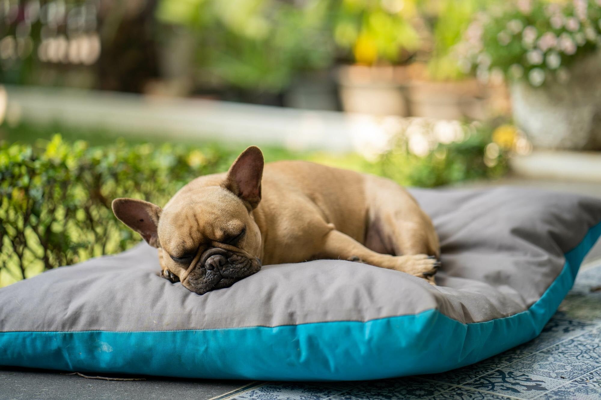 Creating Comfort with Cozy Pet Beds